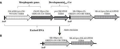 An Efficient Gene Excision System in Maize